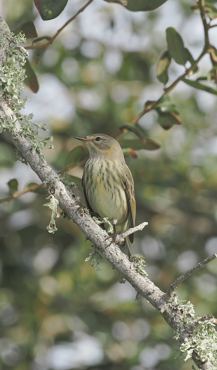 Cape May Warbler - ML643375657