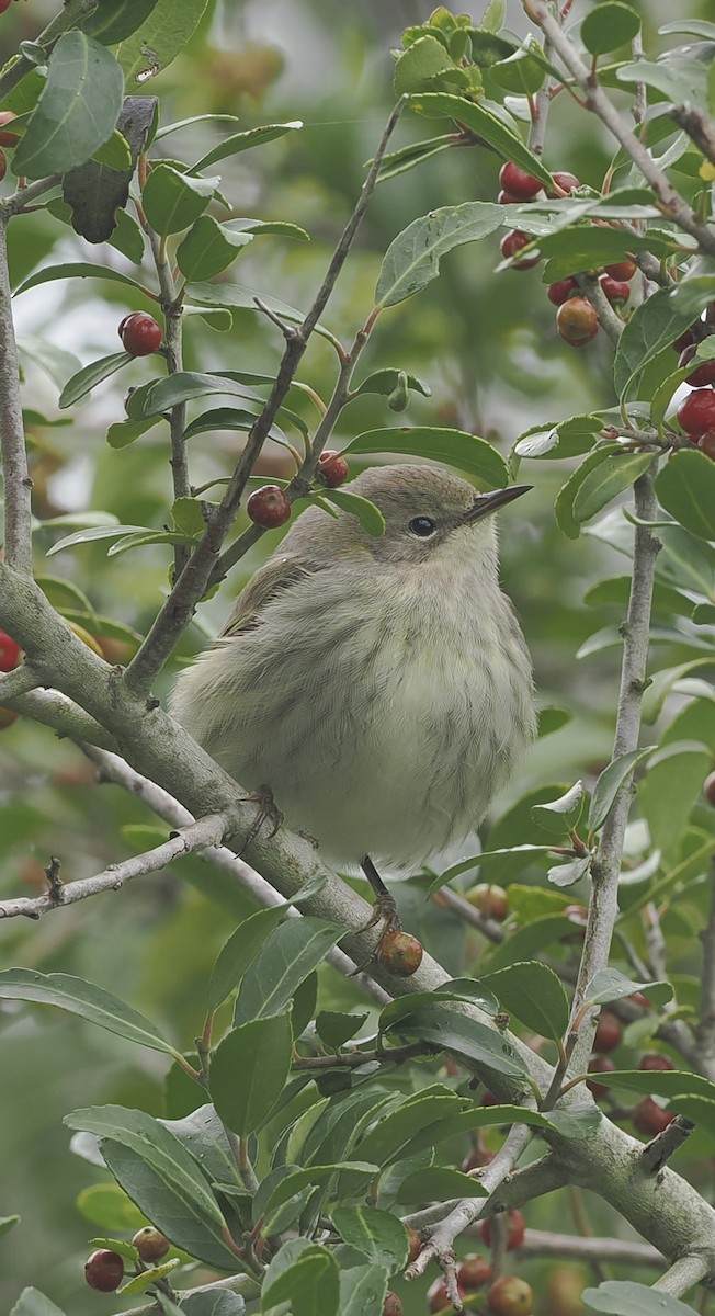 Cape May Warbler - ML643375658
