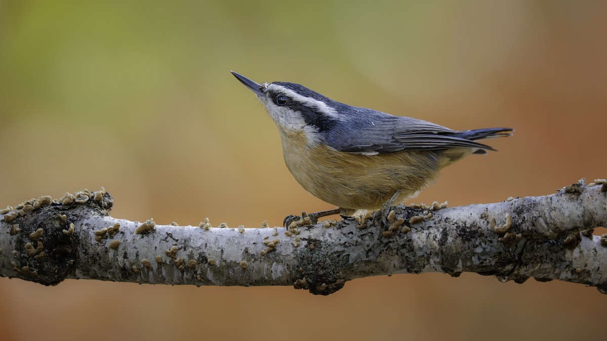 Red-breasted Nuthatch - ML643375659