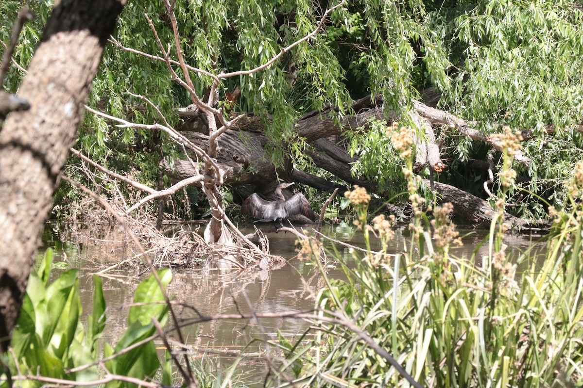 Neotropic Cormorant - ML643375660