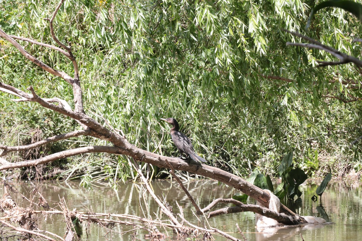 Neotropic Cormorant - ML643375661