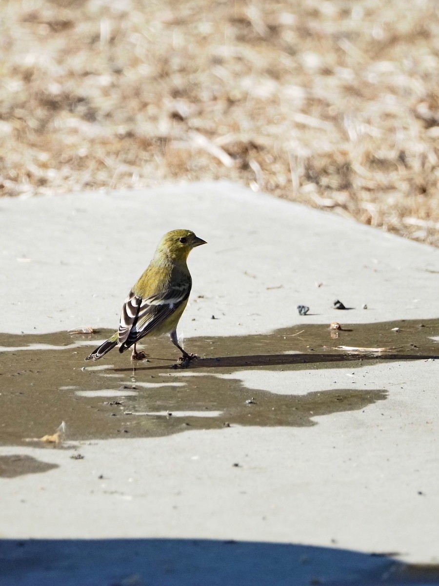 Lesser Goldfinch - ML643375666