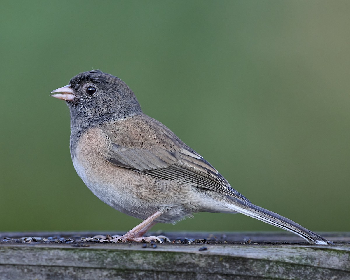 Dark-eyed Junco (Oregon) - ML643375684