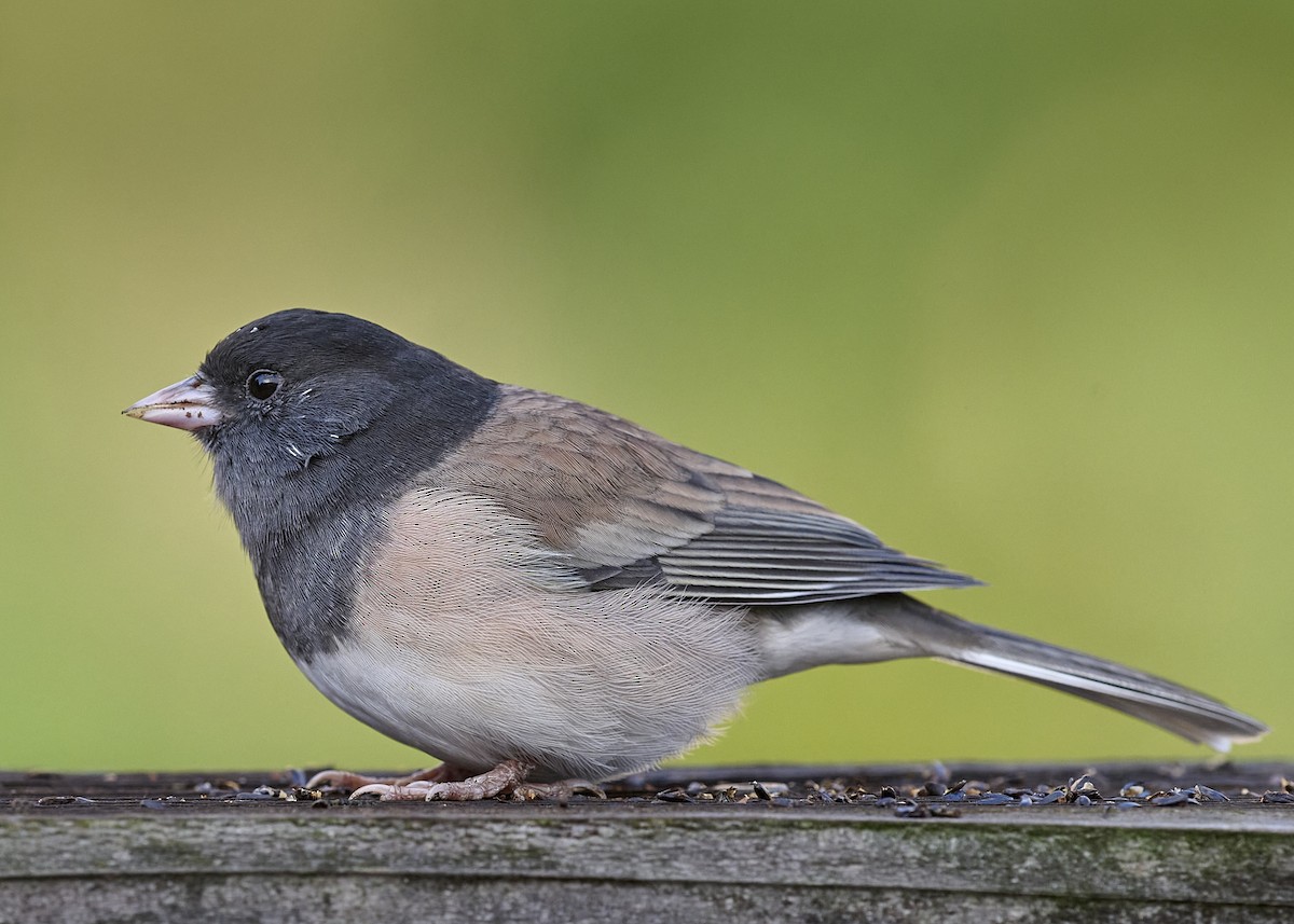 Dark-eyed Junco (Oregon) - ML643375685