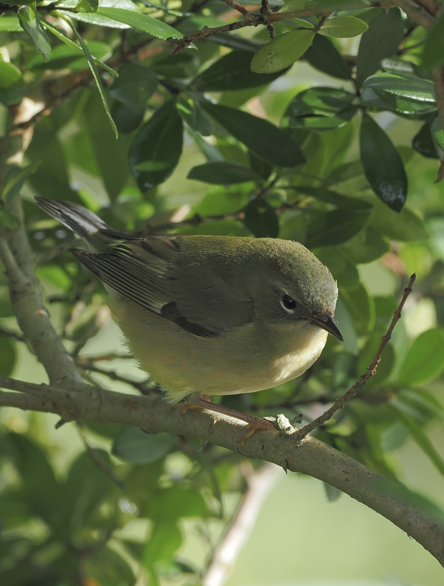 Black-throated Blue Warbler - ML643375713