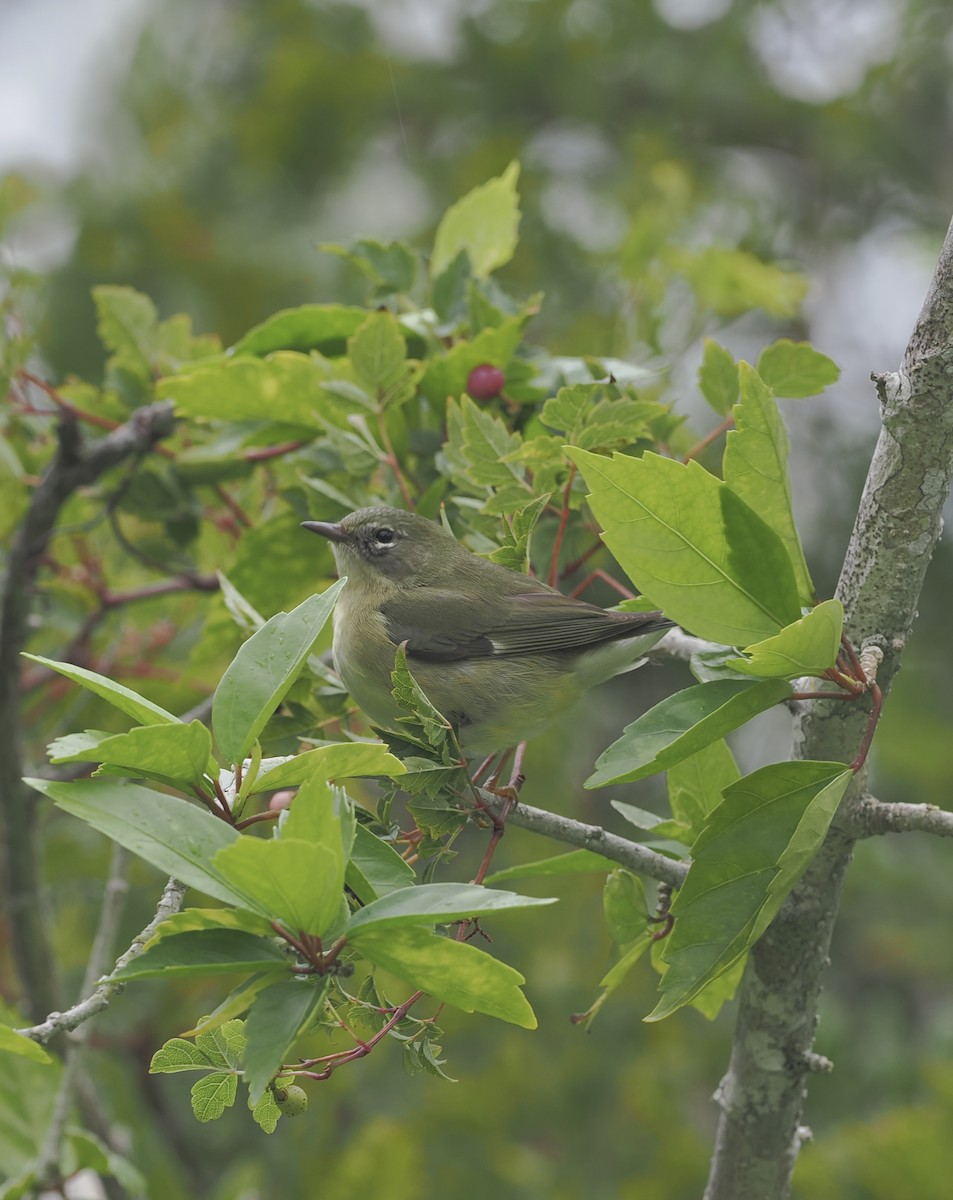 Black-throated Blue Warbler - ML643375714