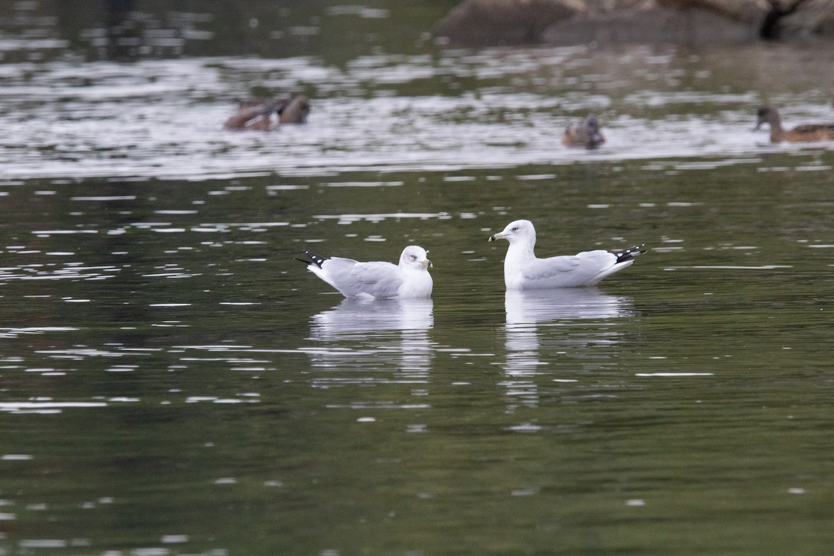 Gaviota de Delaware - ML643375750