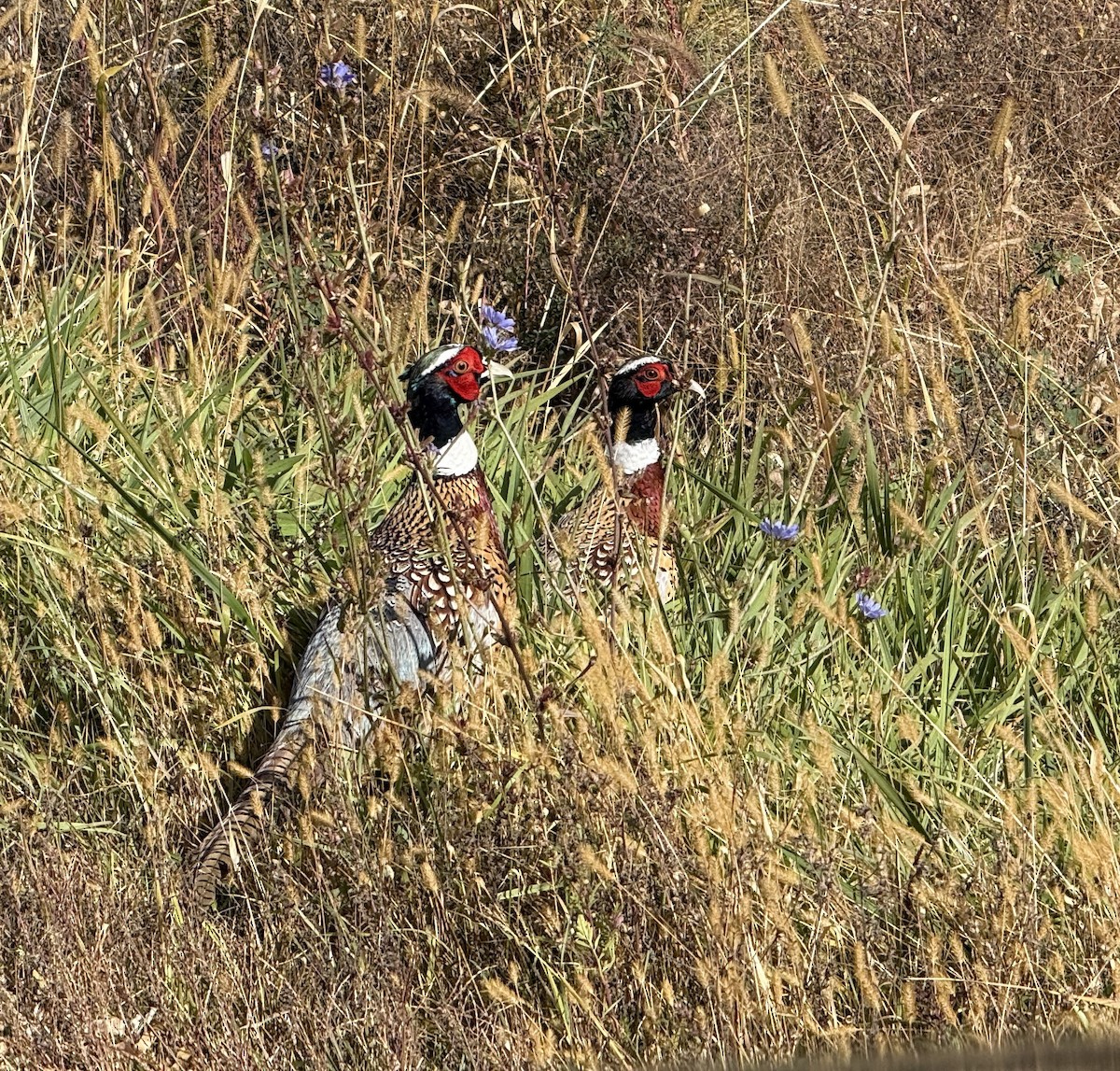 Ring-necked Pheasant - ML643375753