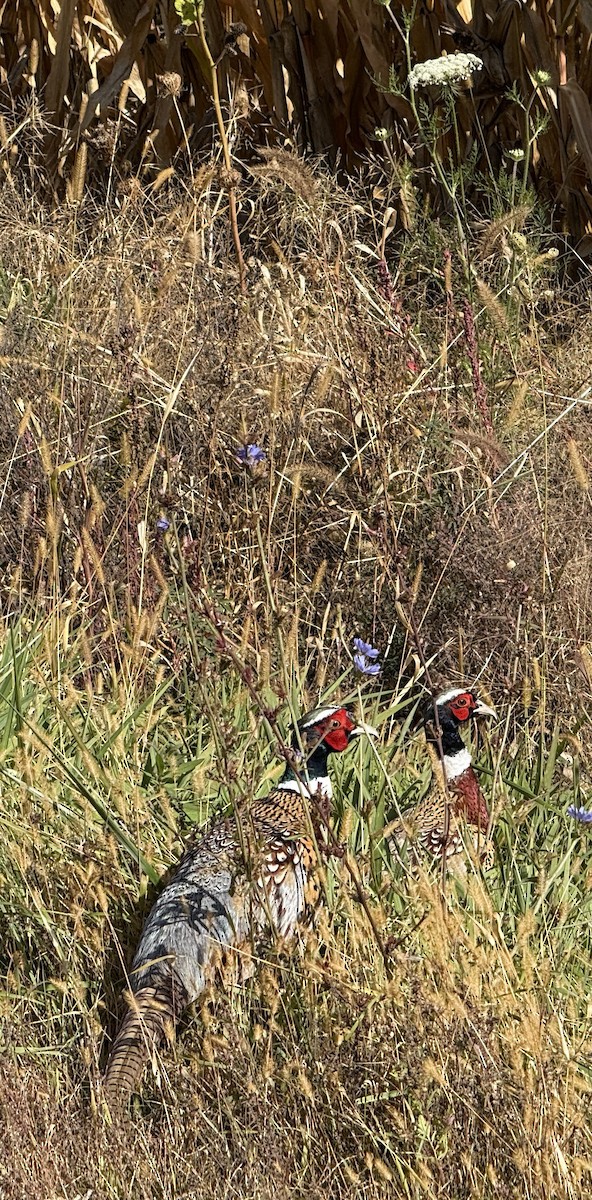 Ring-necked Pheasant - ML643375754