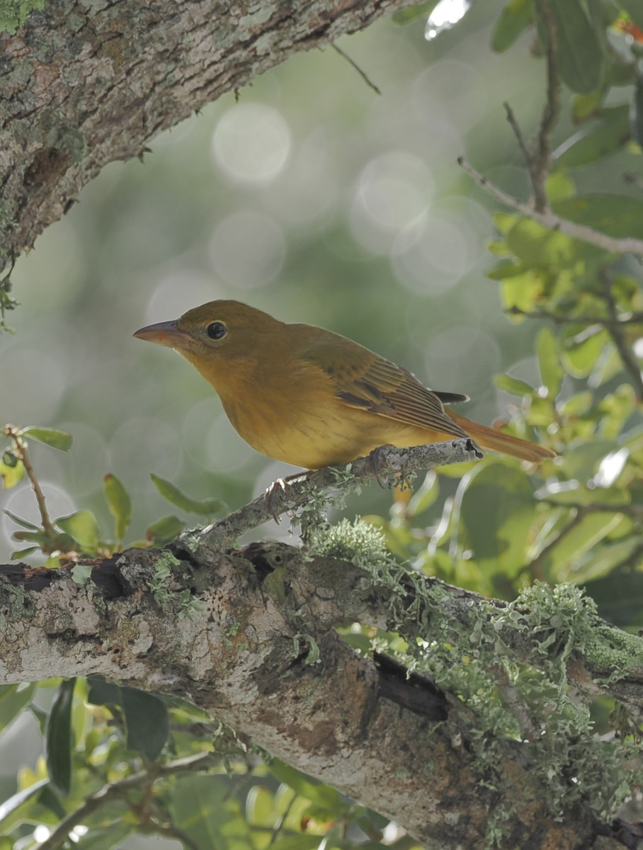Summer Tanager - ML643375758
