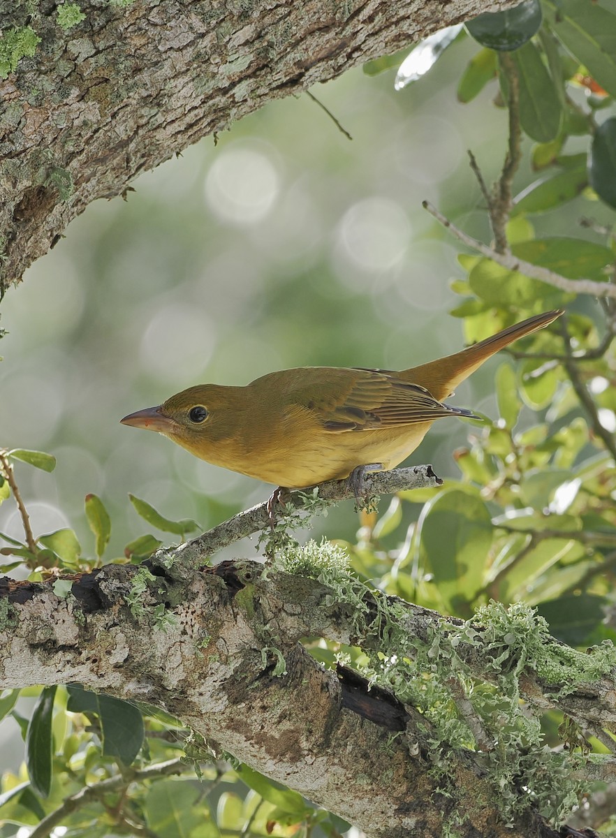 Summer Tanager - ML643375759