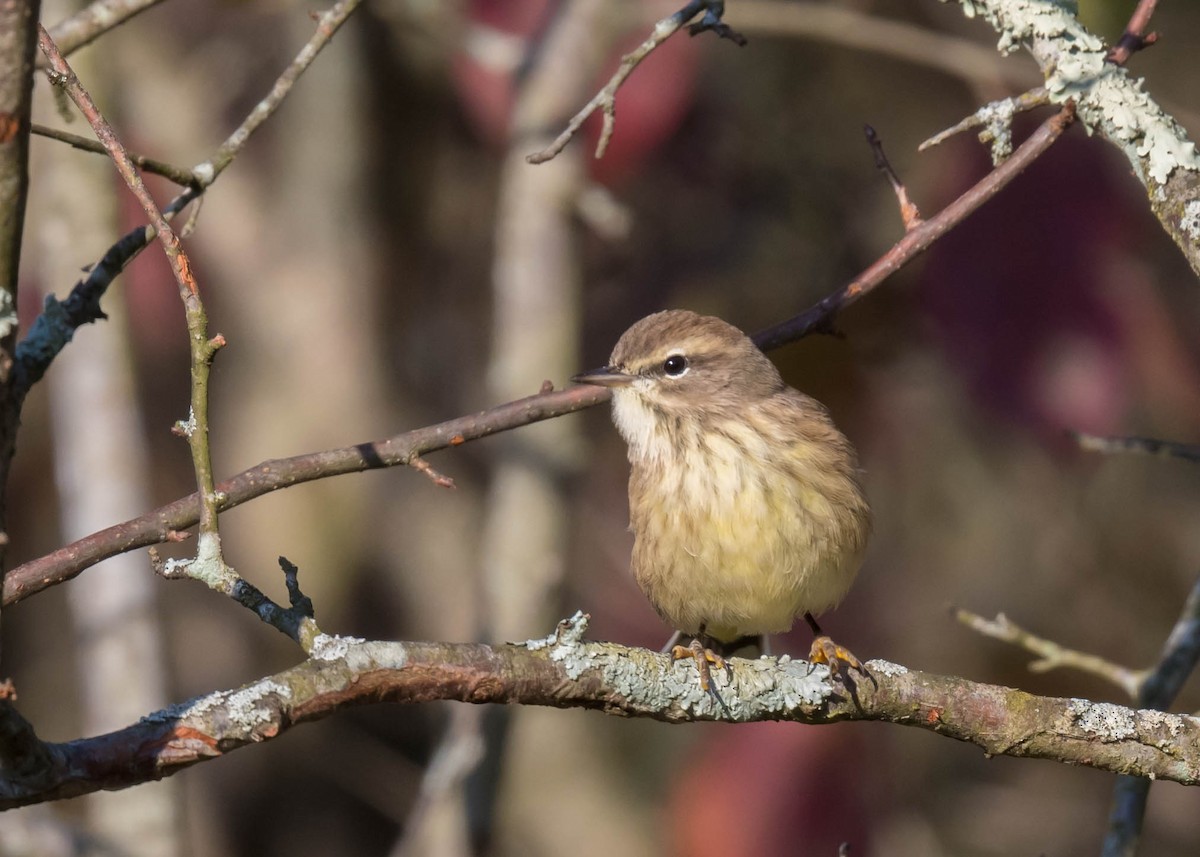 Palm Warbler - ML643375760