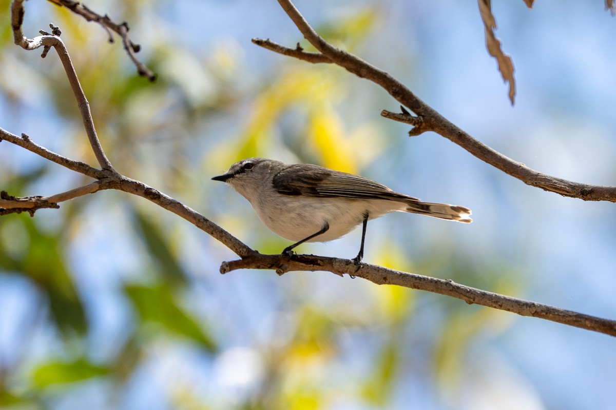 Western Gerygone - ML643375767