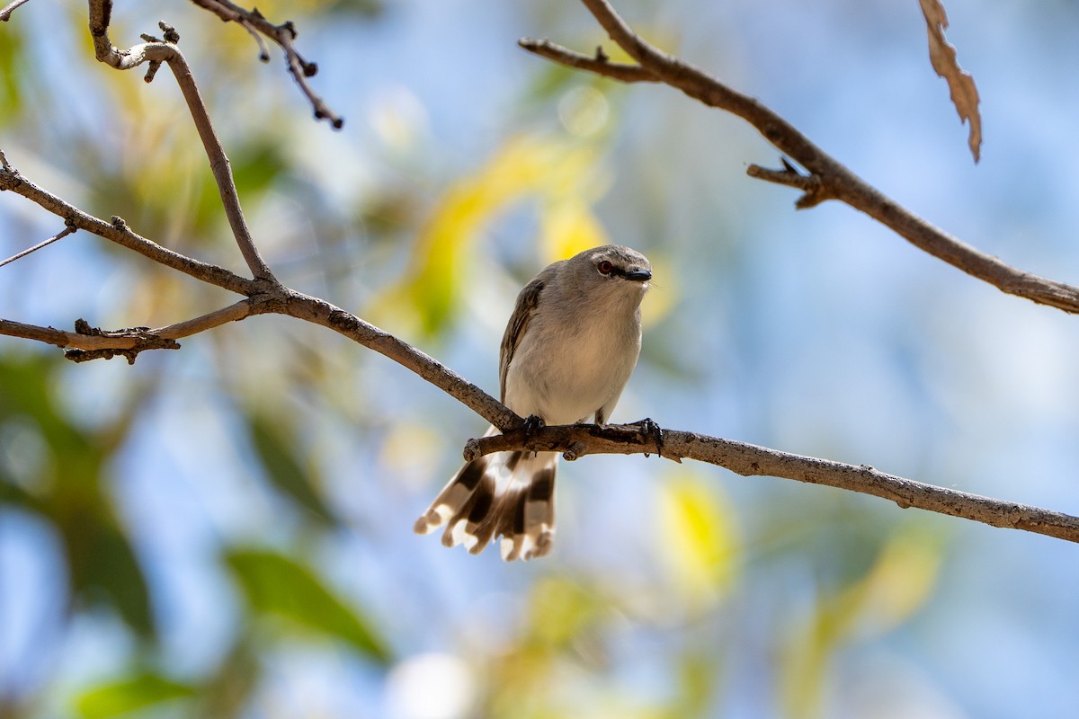 Western Gerygone - ML643375768