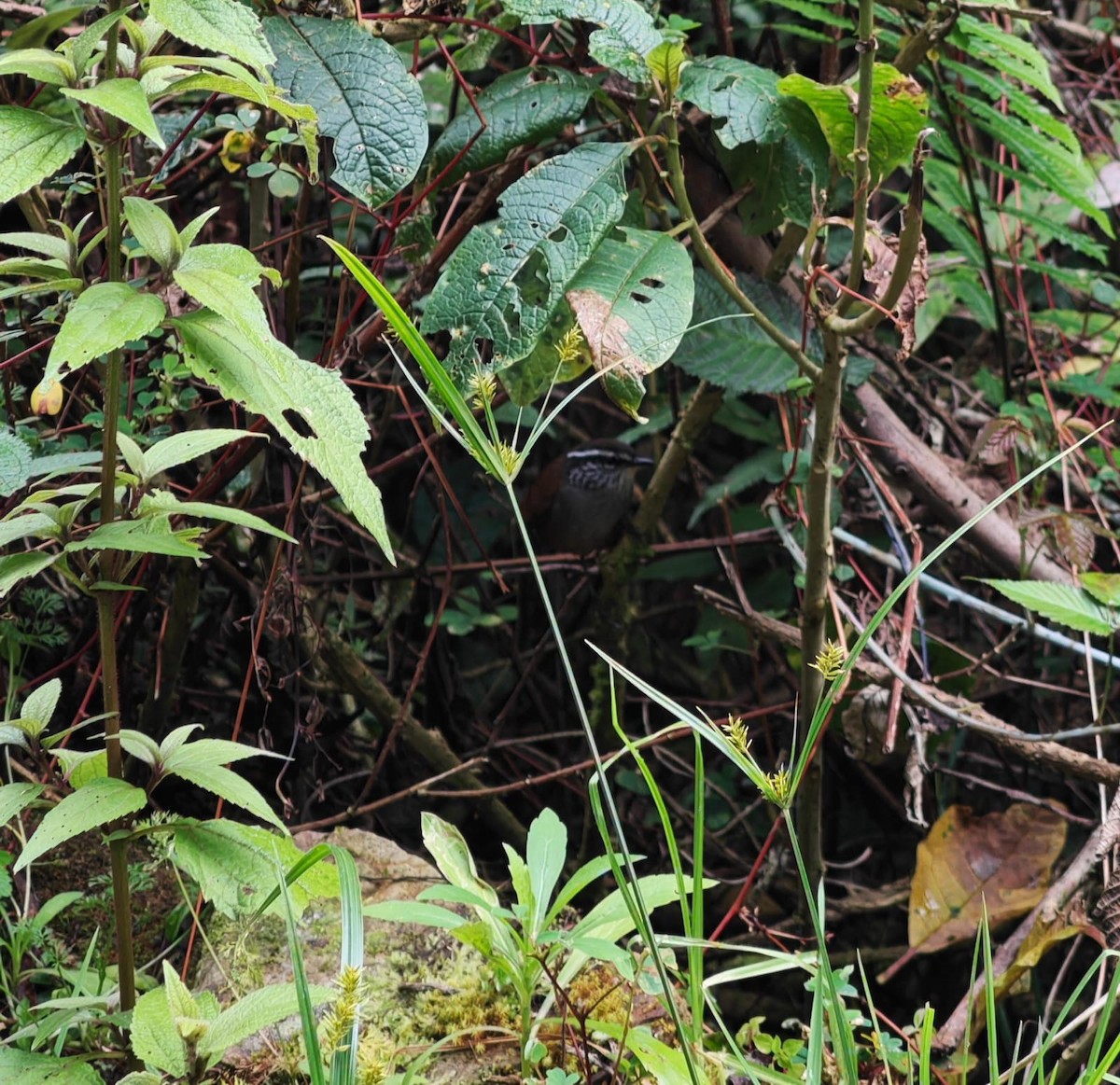 Gray-breasted Wood-Wren - ML643375769