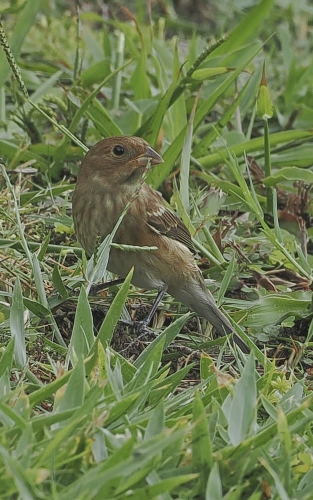 Indigo Bunting - ML643375773