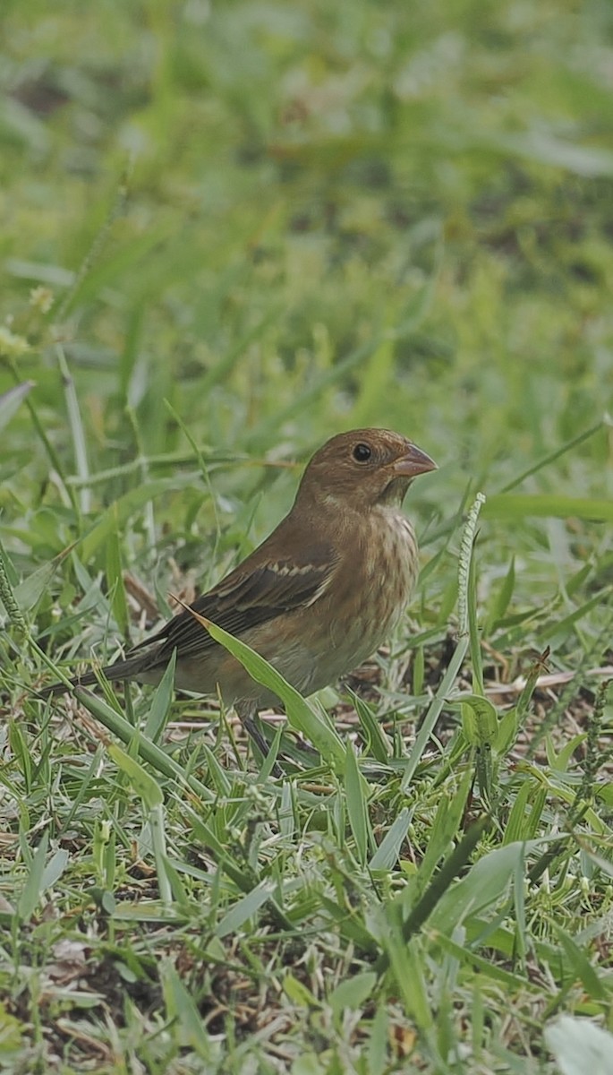 Indigo Bunting - ML643375774