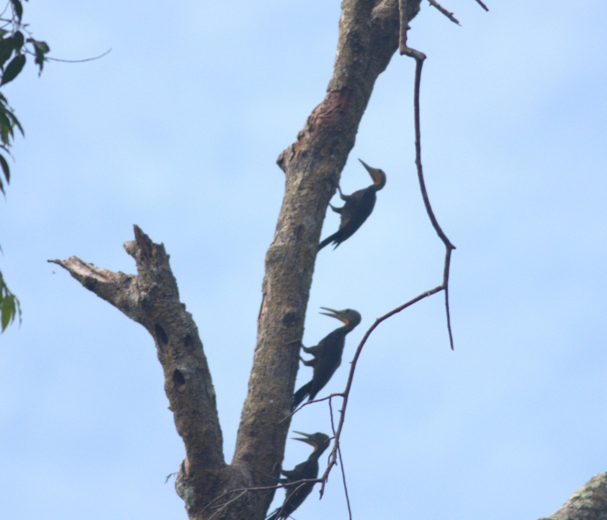 ボウシゲラ - ML643375775