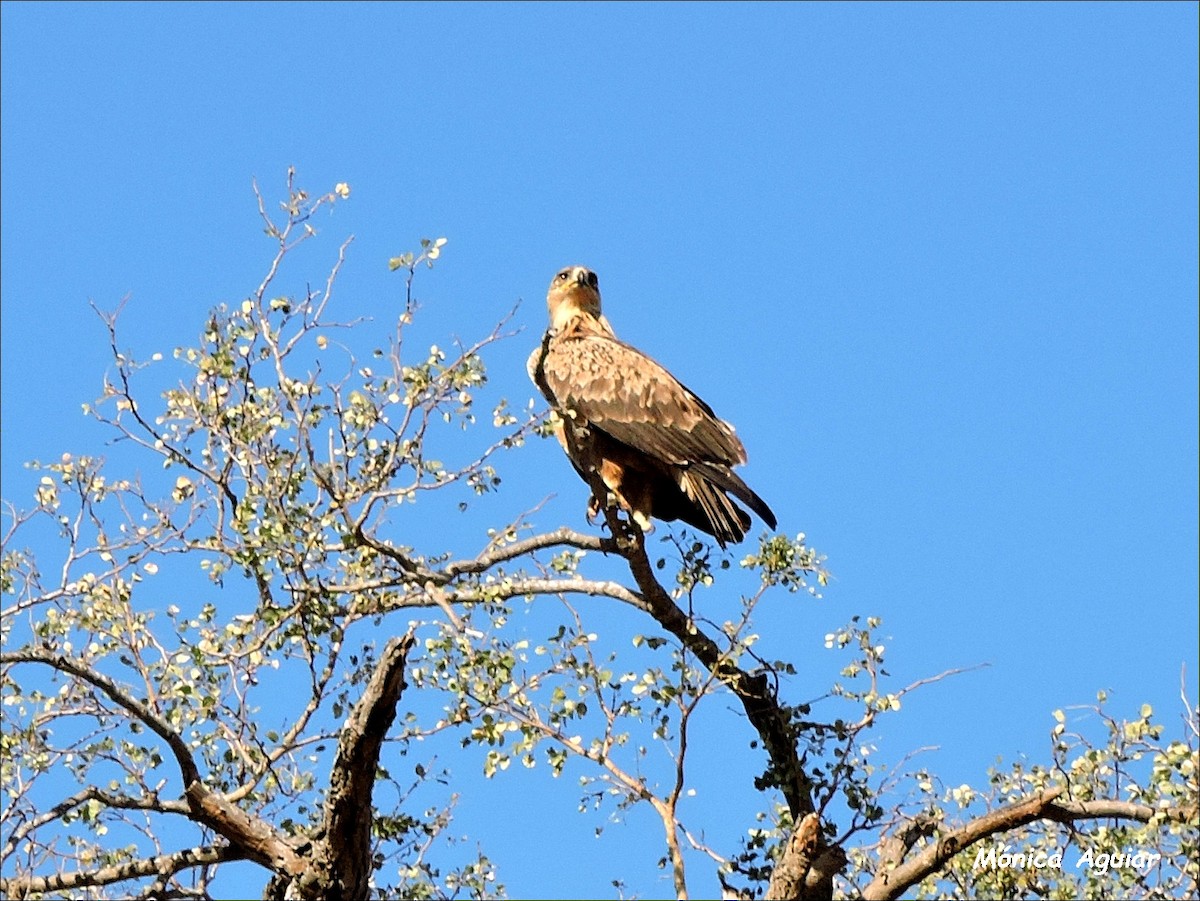 Tawny Eagle - ML643375776