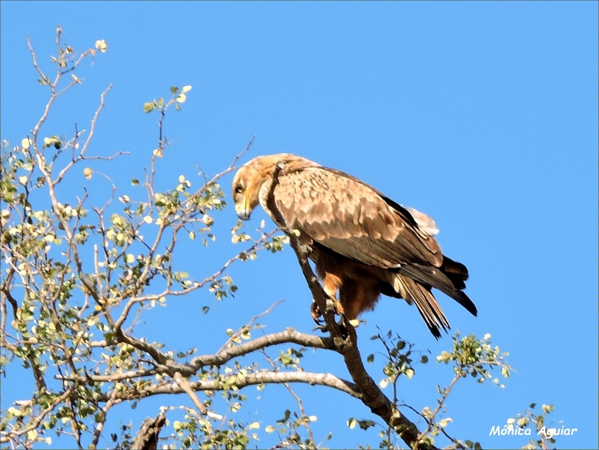 Tawny Eagle - ML643375777