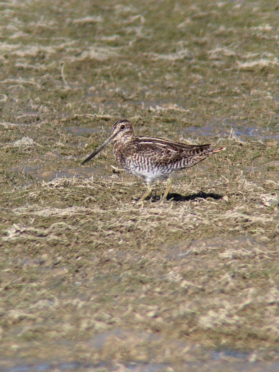 Wilson's Snipe - ML643375779