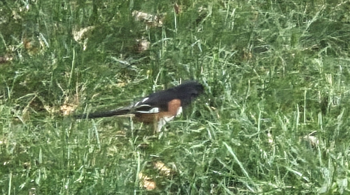 Eastern Towhee - ML643375782
