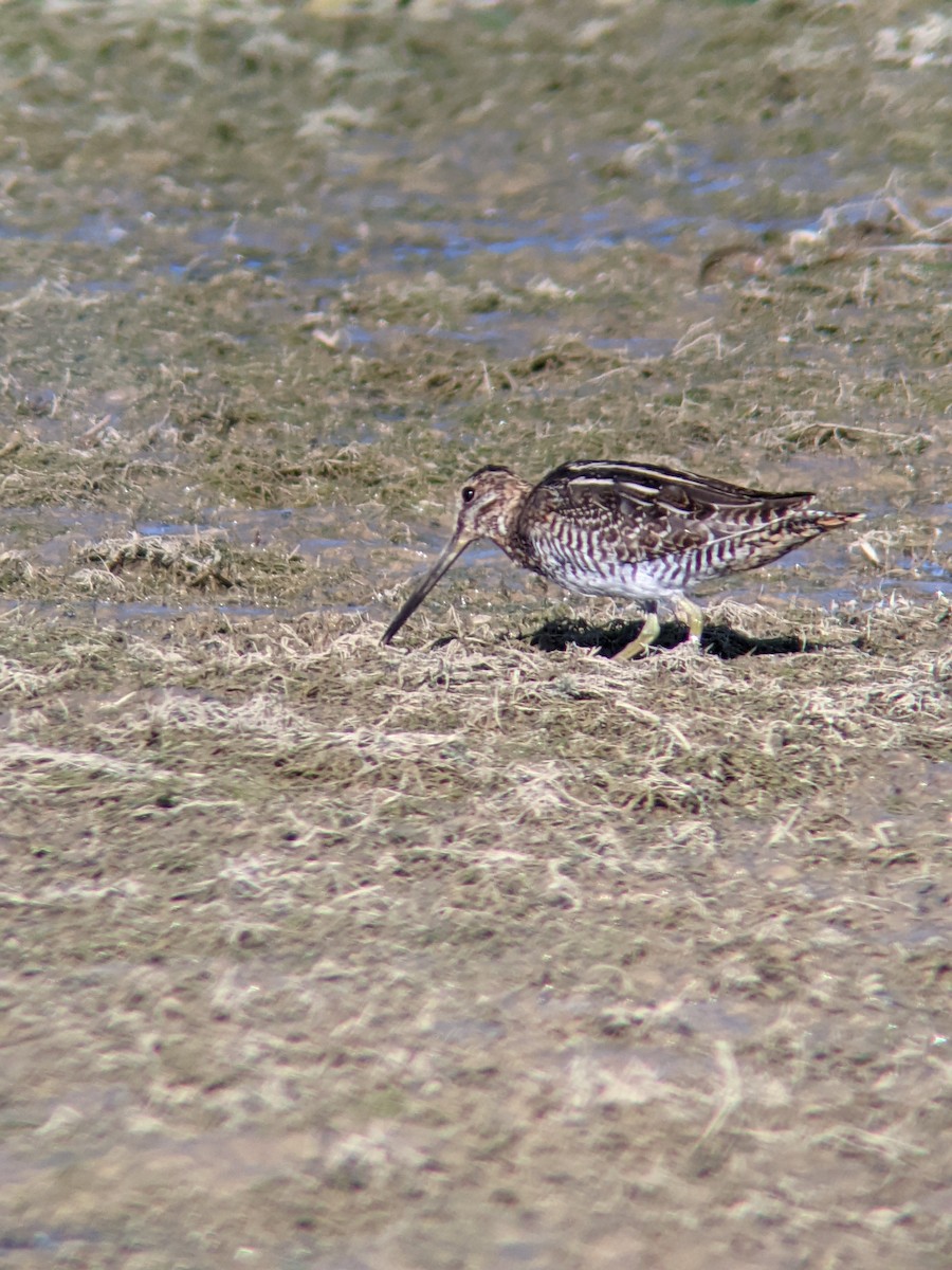Wilson's Snipe - ML643375784