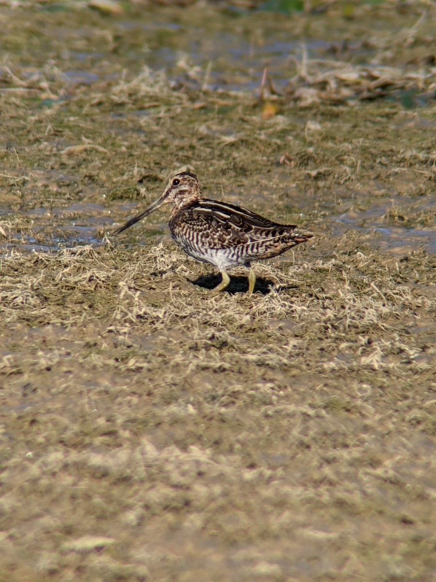 Wilson's Snipe - ML643375786