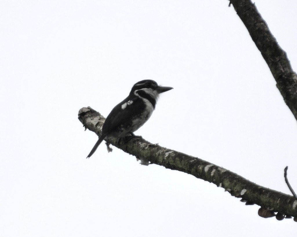 Pied Puffbird - ML643375787