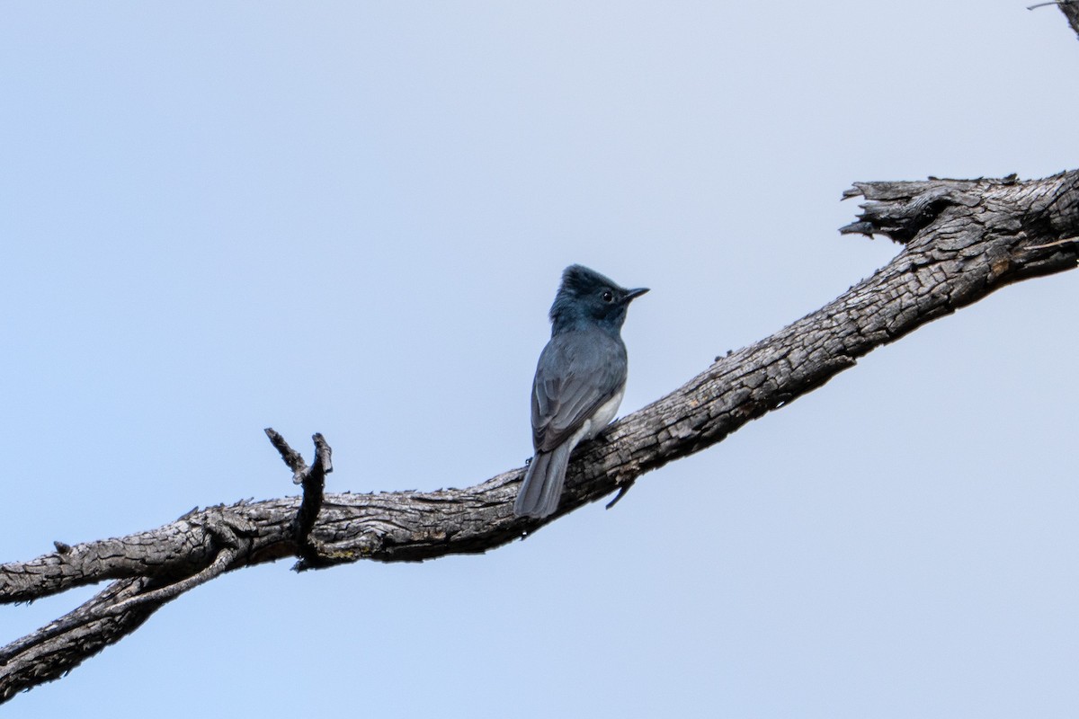 Leaden Flycatcher - ML643375790