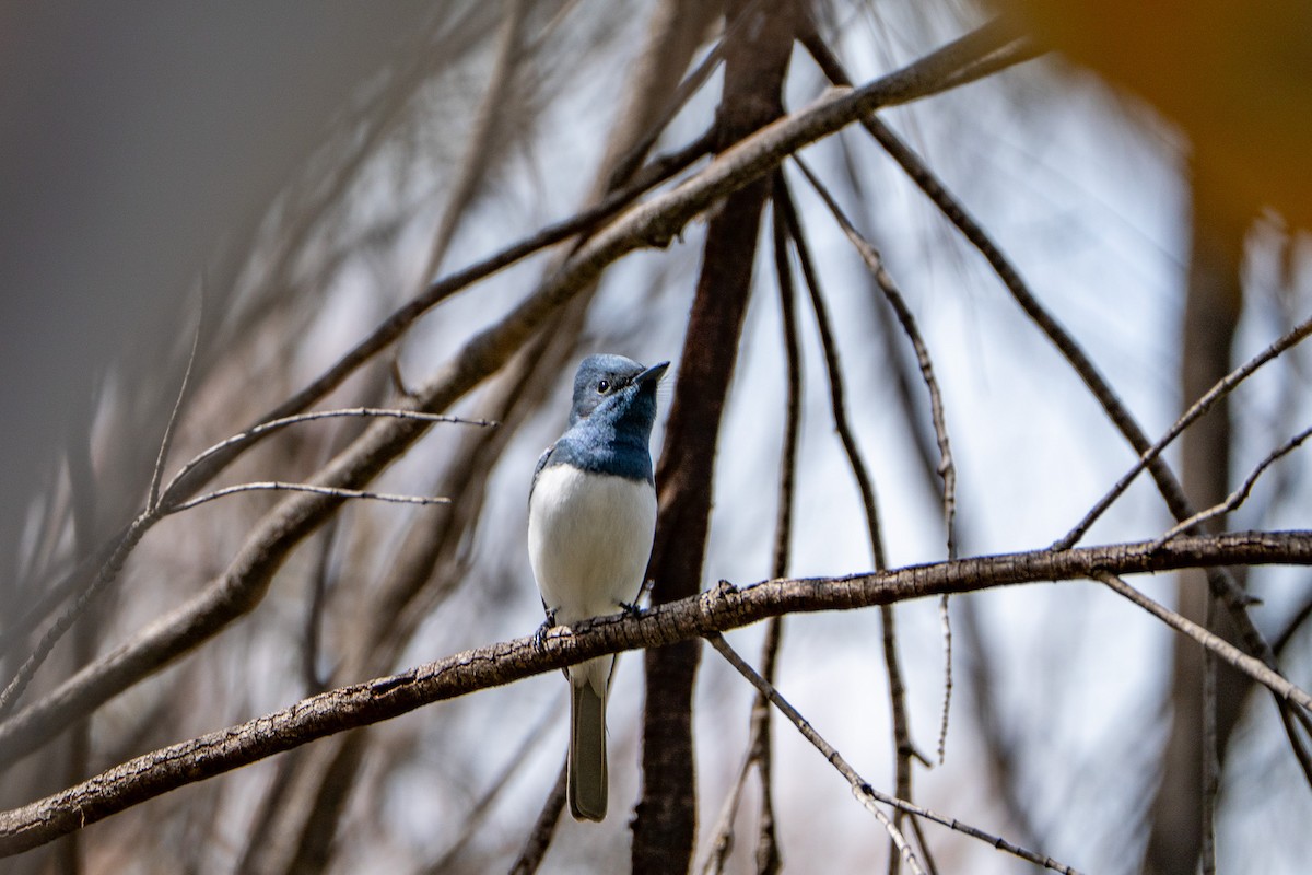 Leaden Flycatcher - ML643375792