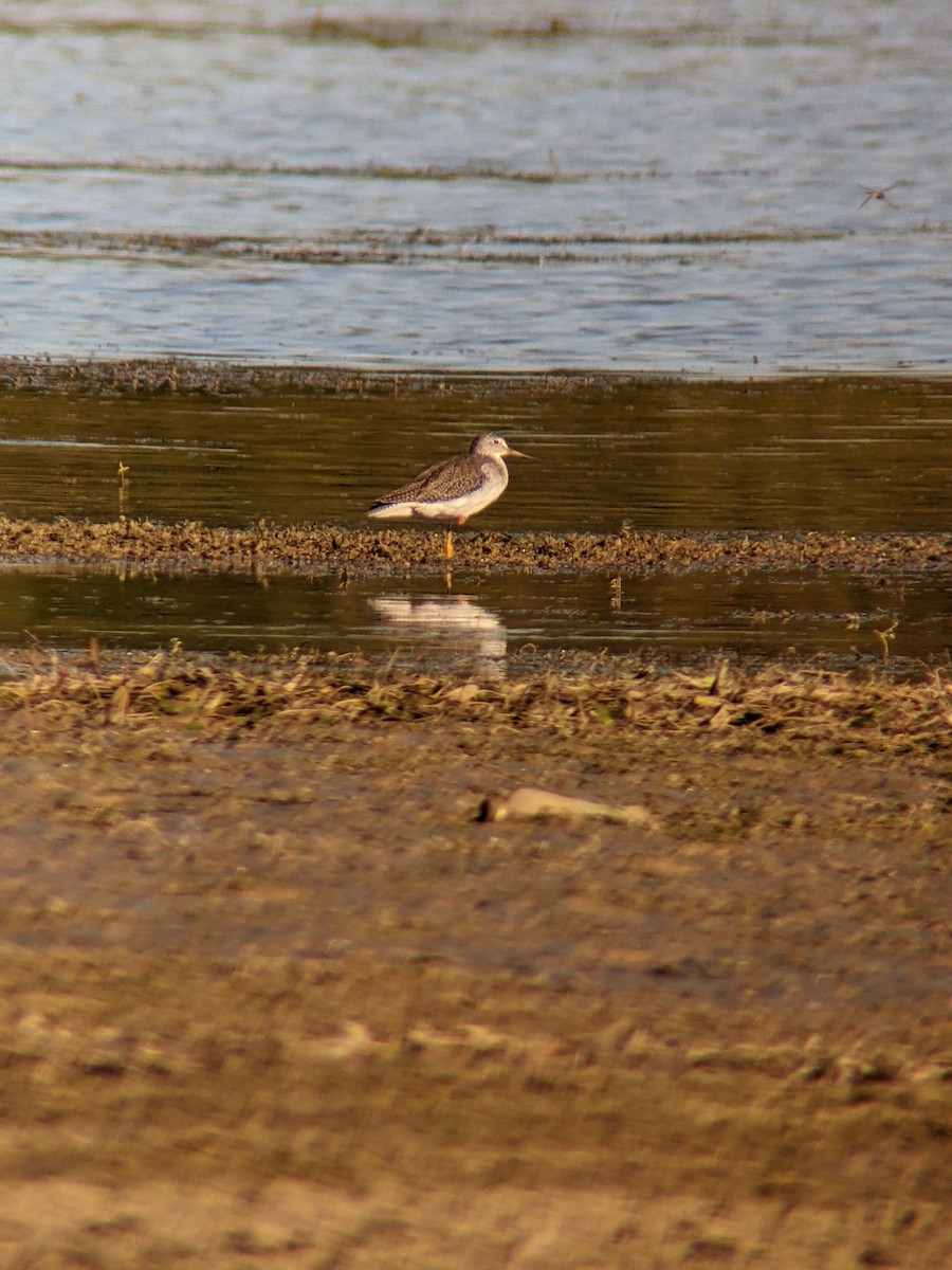 Greater Yellowlegs - ML643375796