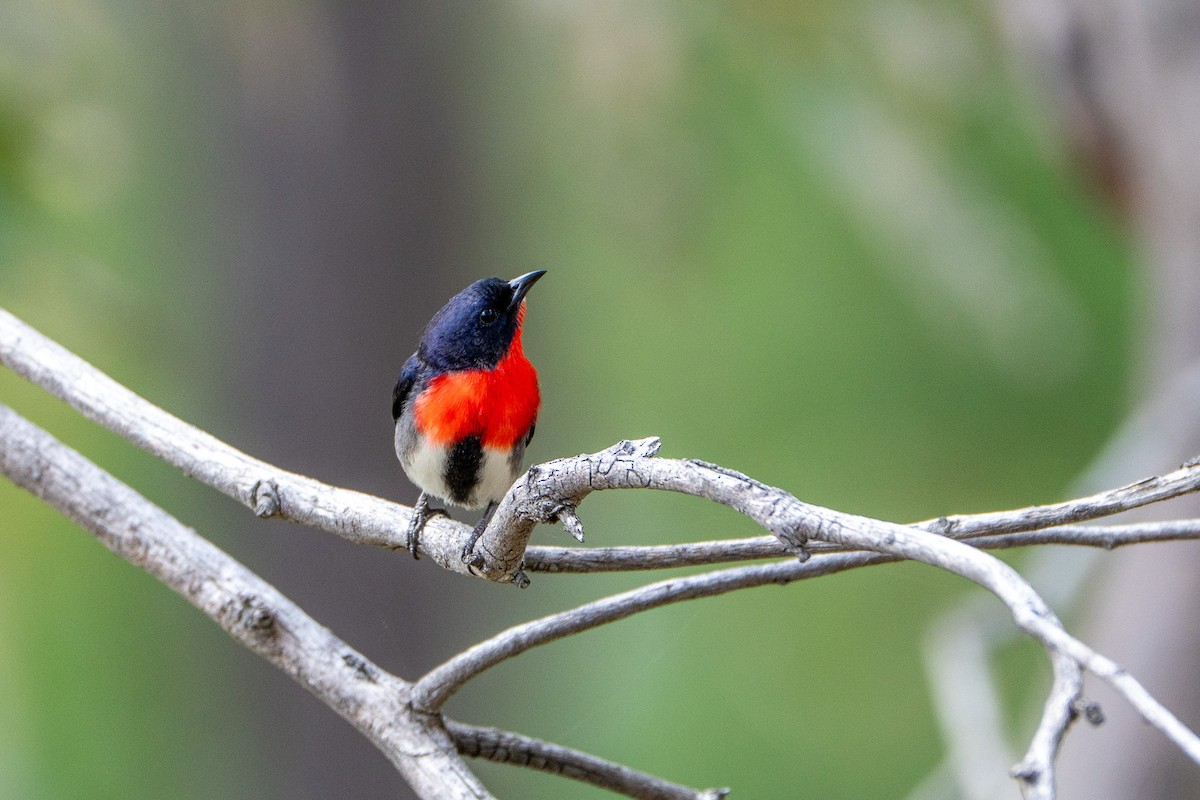 Mistletoebird - ML643375812