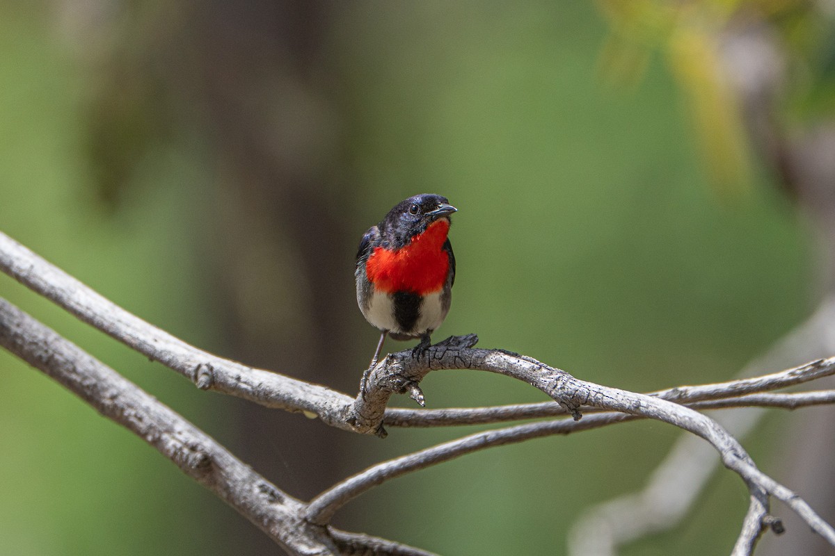 Mistletoebird - ML643375813
