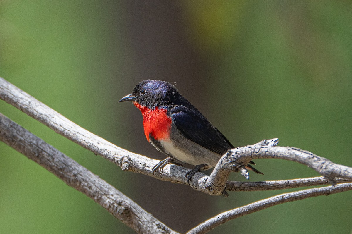 Mistletoebird - ML643375814