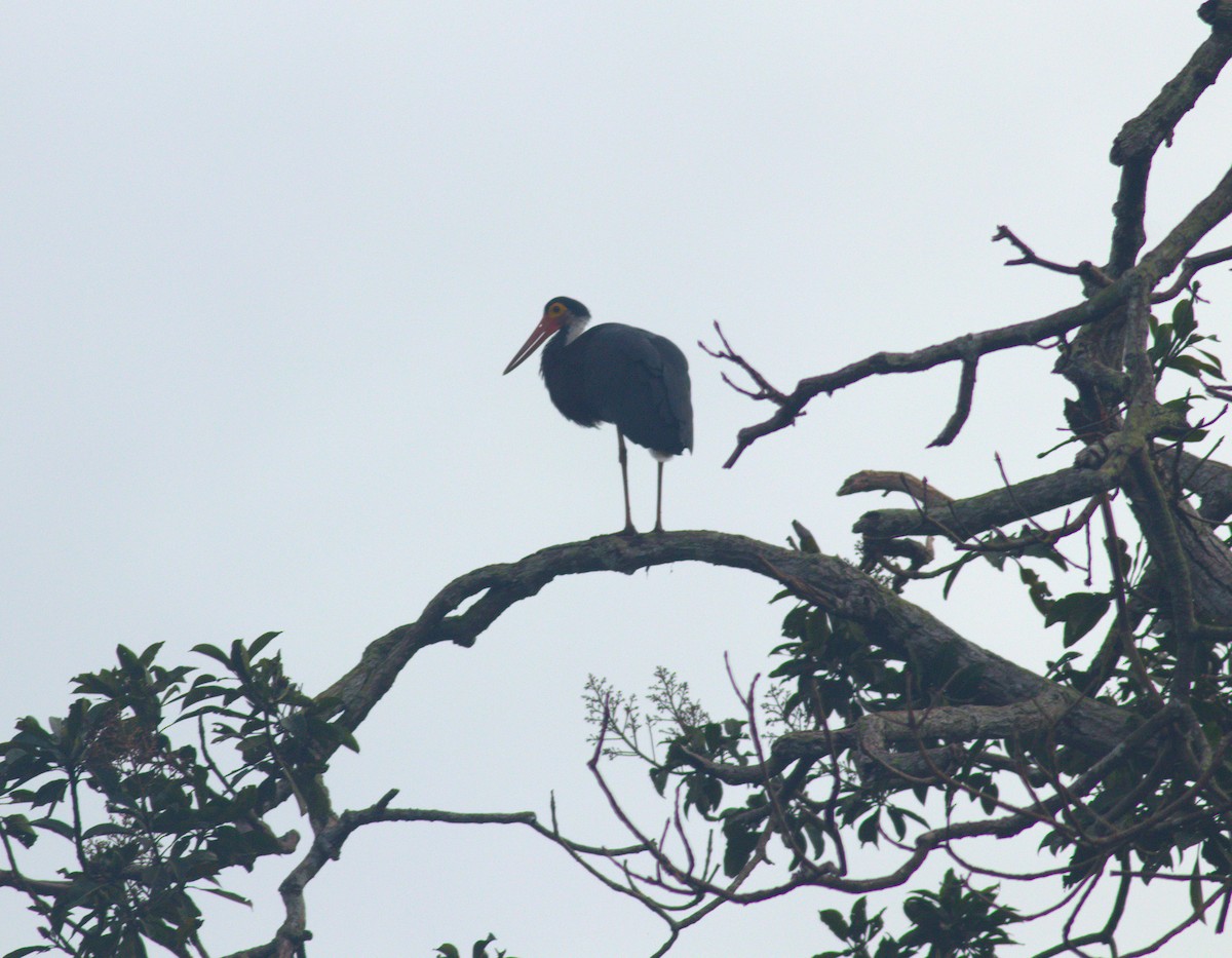 Storm's Stork - ML643375815