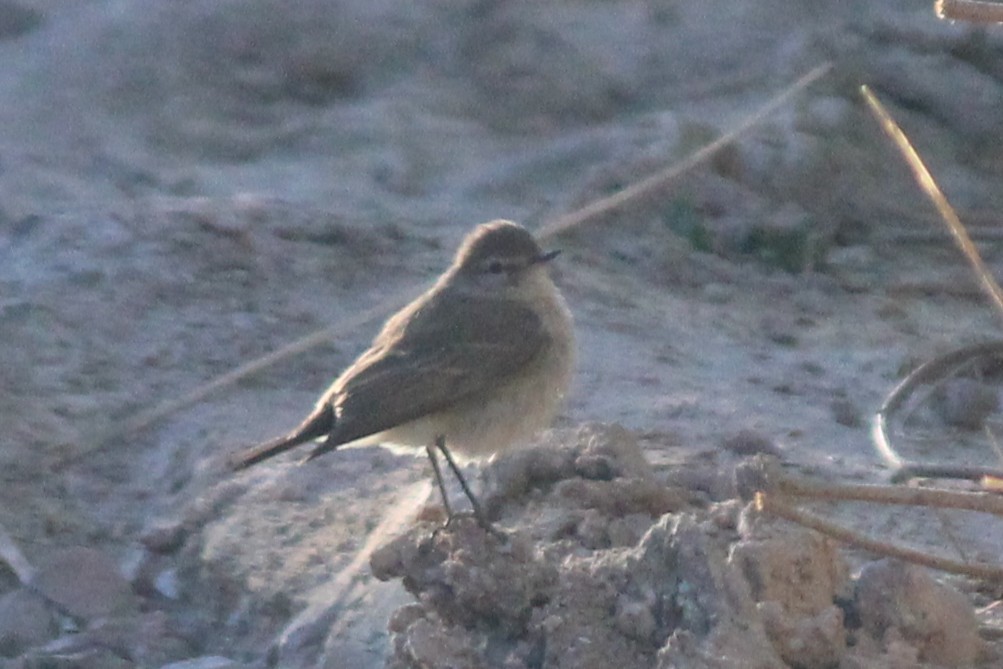 Spot-billed Ground-Tyrant - ML643375821