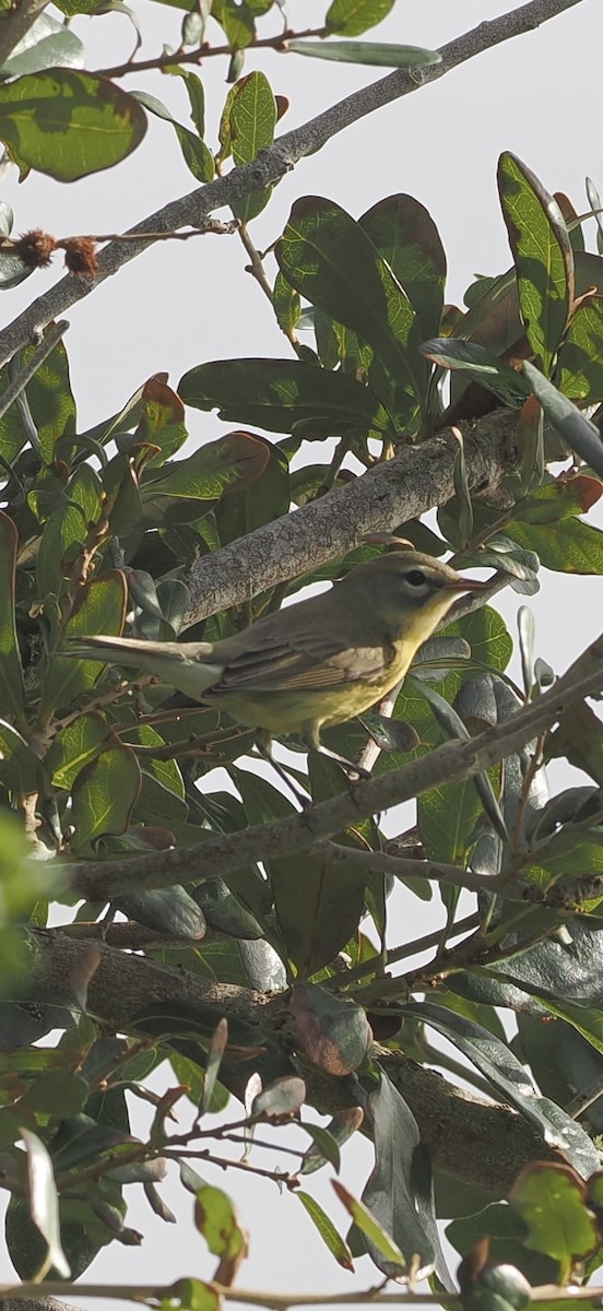 Prairie Warbler - ML643375822