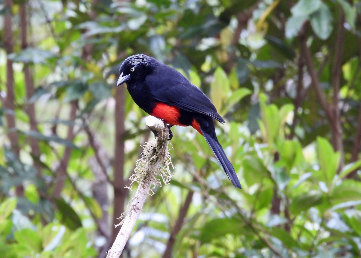 Red-bellied Grackle - ML643375827