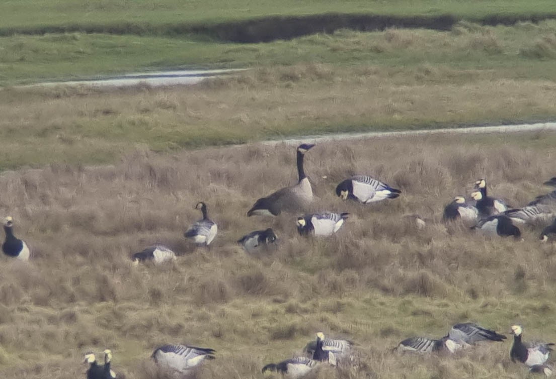 Canada Goose (canadensis Group) - ML643375839