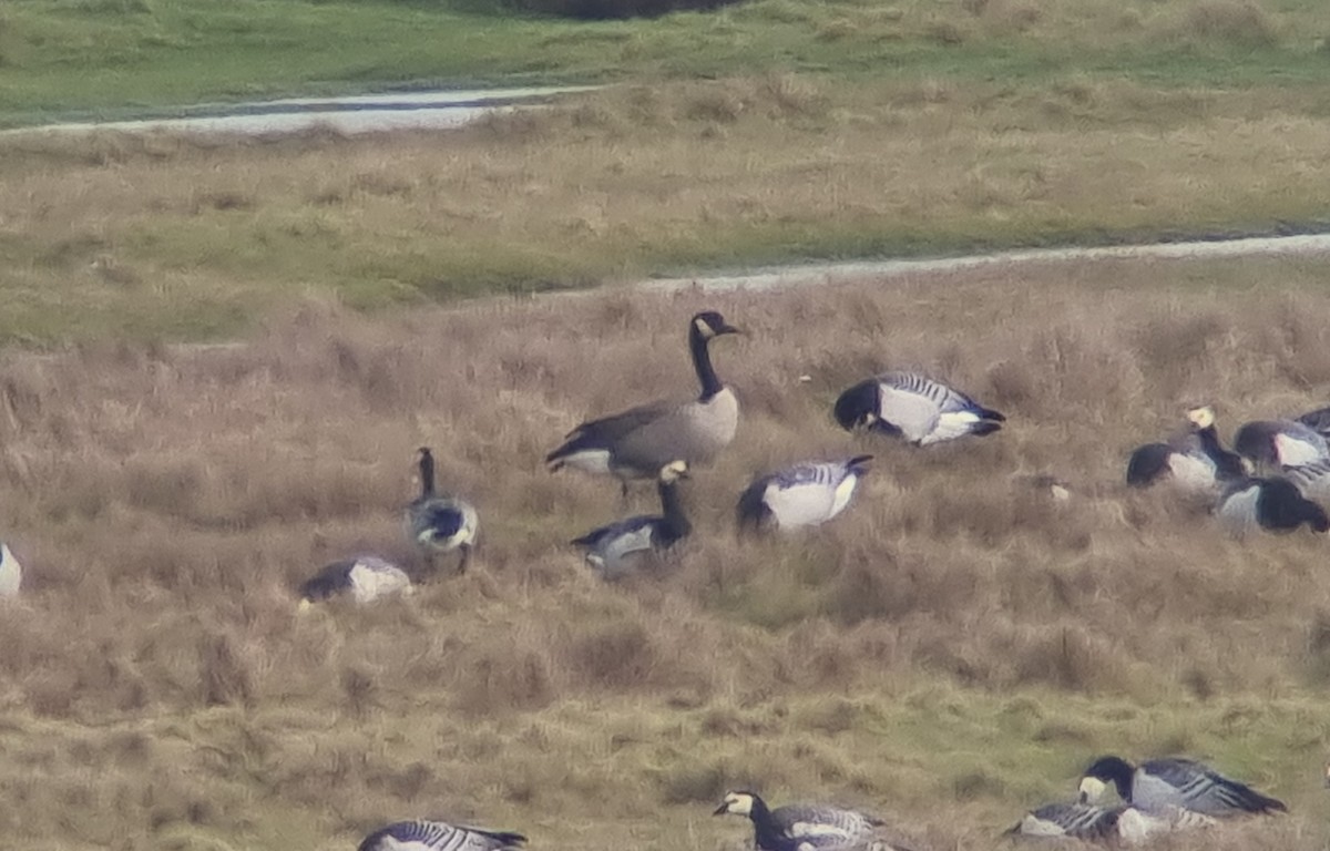 Canada Goose (canadensis Group) - ML643375840