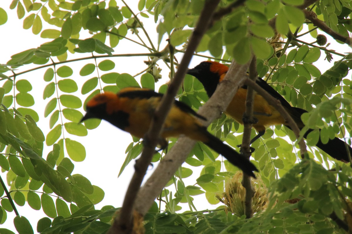 Orange-crowned Oriole - ML643375861
