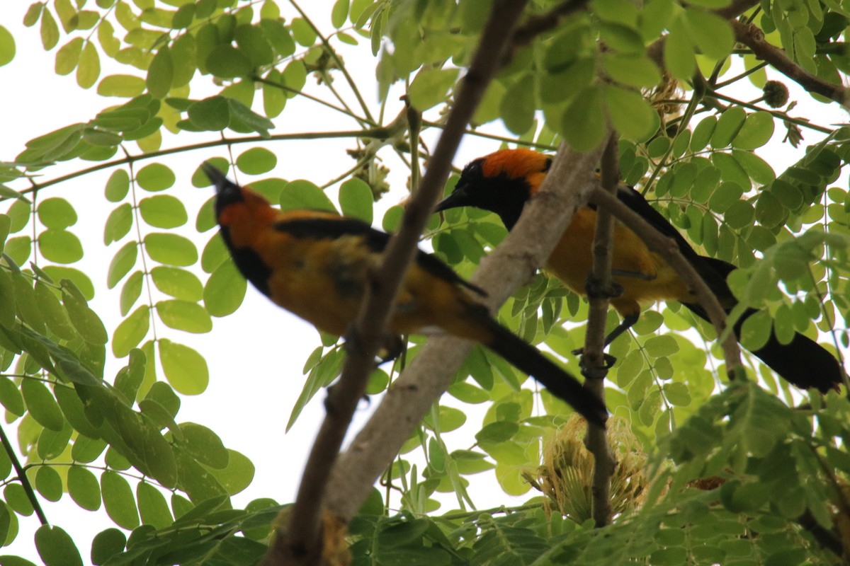 Orange-crowned Oriole - ML643375862