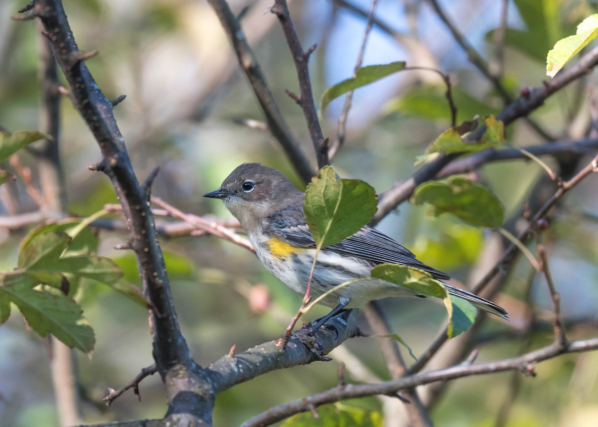 Yellow-rumped Warbler - ML643375873