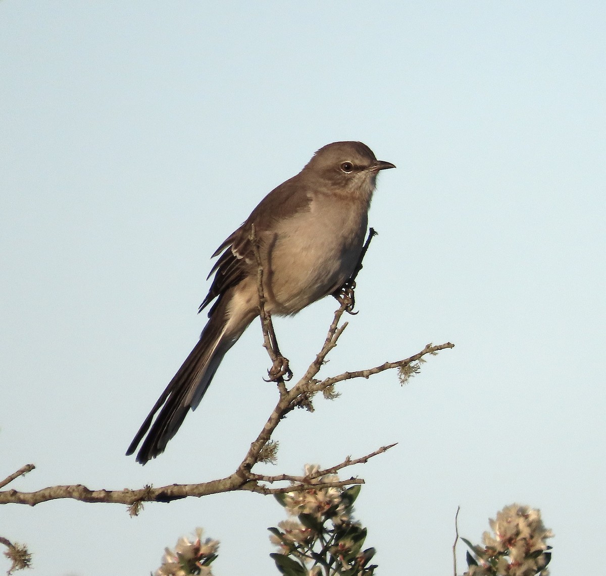 Northern Mockingbird - ML643375877