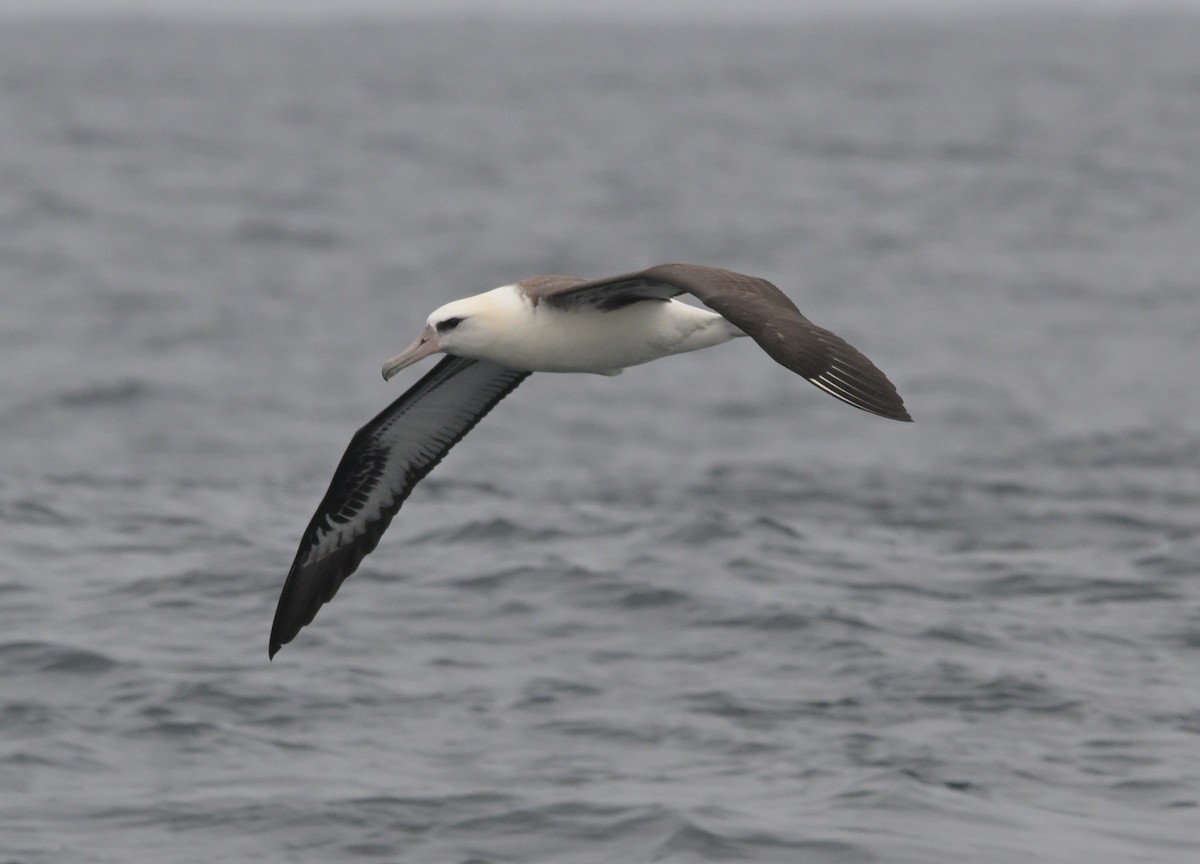 Laysanalbatros - ML643375883
