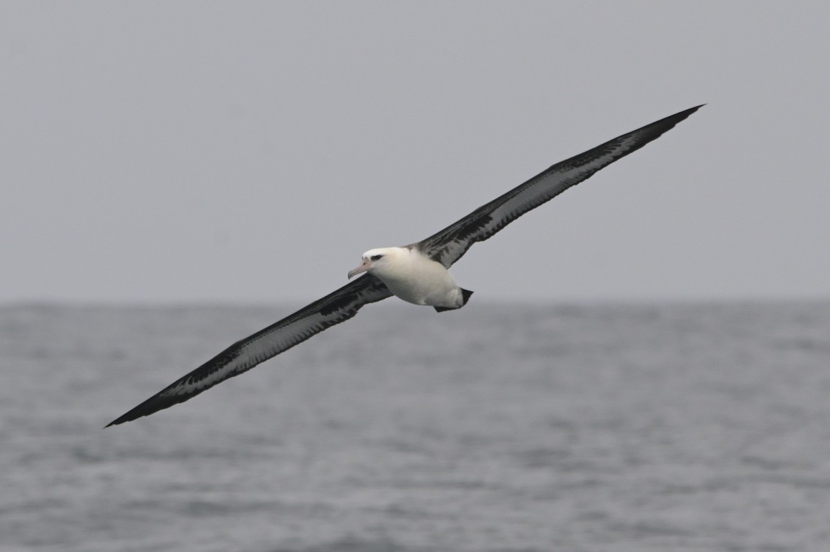 Laysanalbatros - ML643375884