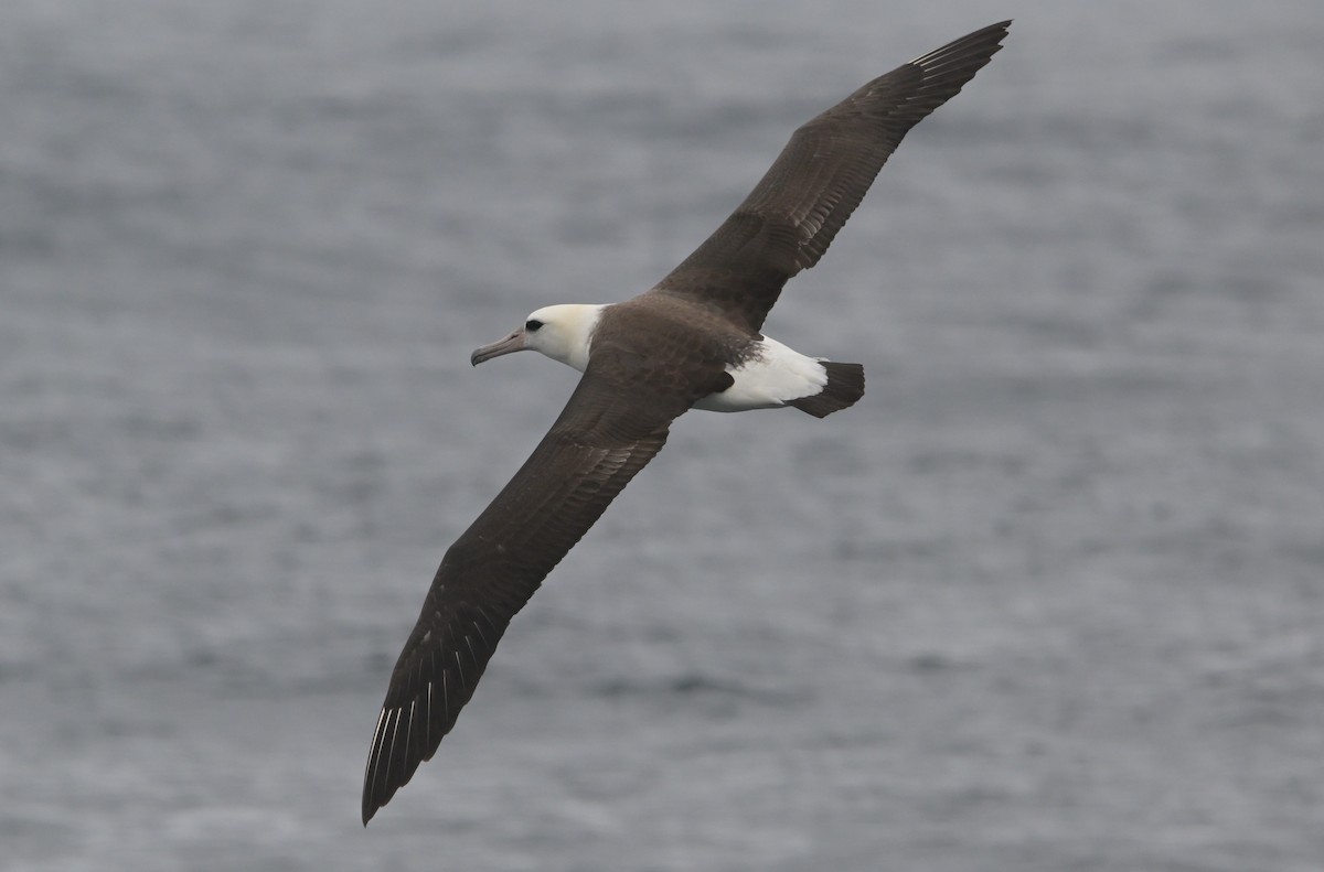 Laysanalbatros - ML643375885