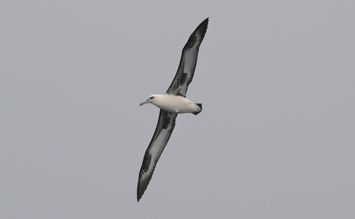 Laysanalbatros - ML643375886