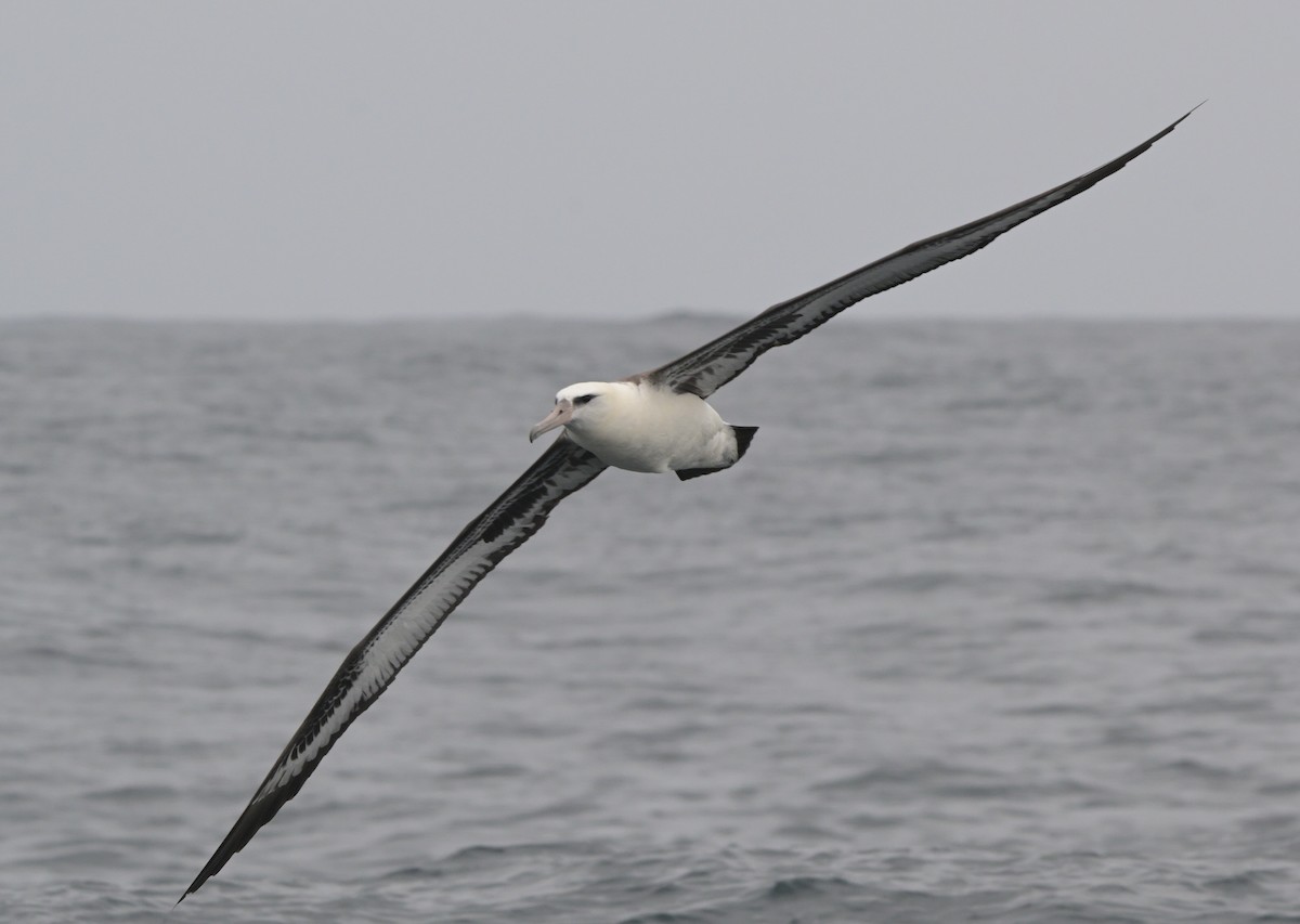Laysanalbatros - ML643375887